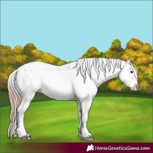 Horse Color:White Spotted Liver Red Dun Appaloosa 