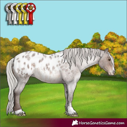 Horse Color:Silver Brown Roan Sabino Appaloosa 
