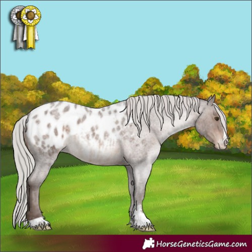 Horse Color:Silver Brown Roan Sabino Appaloosa 