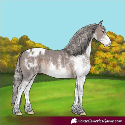 Horse Color:White Spotted Silver Brown Appaloosa 