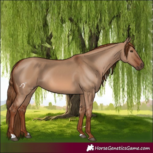 Horse Color:Red Dun