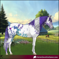 Horse Color:Watercolor Bay Tobiano Appaloosa 