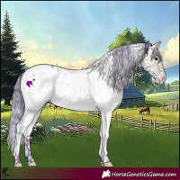 Horse Color:Watercolor White Spotted Buckskin Appaloosa 
