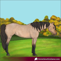 Horse Color:Bay Roan Dun 