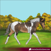 Horse Color:Buckskin Tobiano 