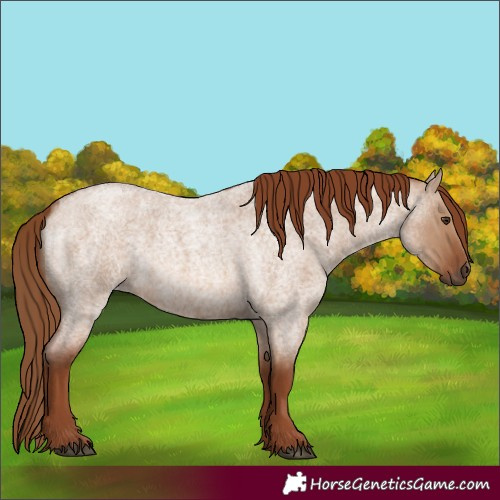 Horse Color:Red Dun Roan 