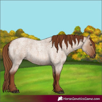 Horse Color:Red Dun Roan 