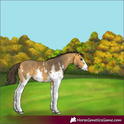 Horse Color:Buckskin Sabino 