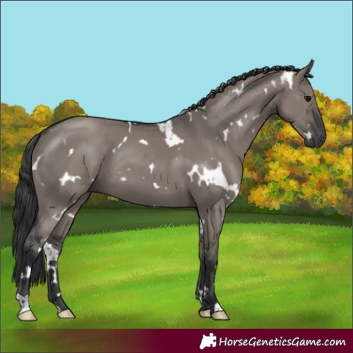 Horse Color:White Spotted Grullo