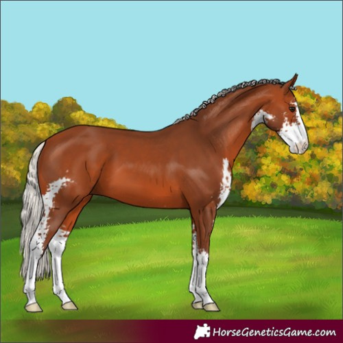 Horse Color:Silver Bay Sabino 