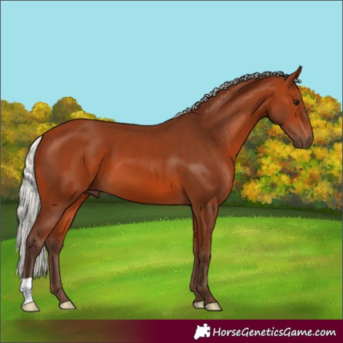 Horse Color:Silver Bay 