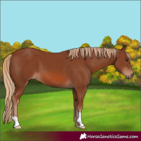 Horse Color:Chestnut 