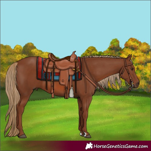 Horse Color:Chestnut 