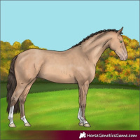 Horse Color:Amber Champagne 