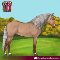 Horse Color:Silver Bay Dun 