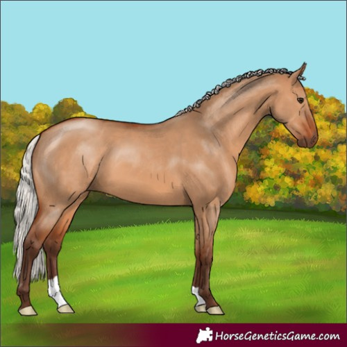 Horse Color:Silver Bay Dun 