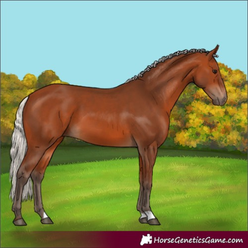 Horse Color:Silver Bay 