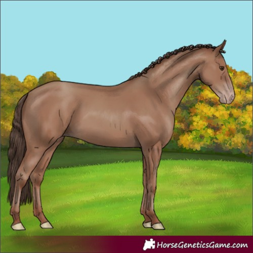Horse Color:Classic Champagne 