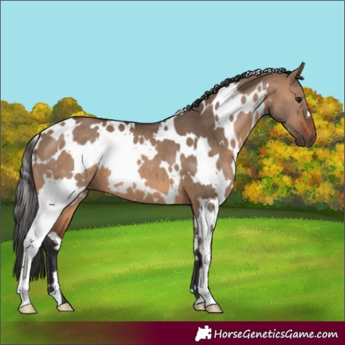 Horse Color:White Spotted Brown Dun 