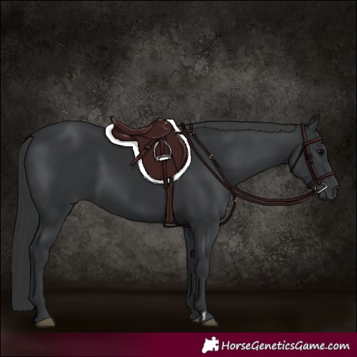 Horse Color:Black  and Black 