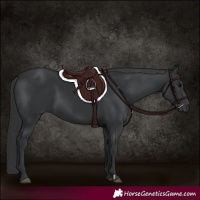 Horse Color:Black and Black