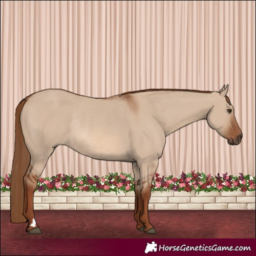 Horse Color:Red Dun Rabicano
