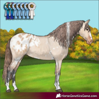 Horse Color:White Spotted Bay Dun Appaloosa Rabicano 