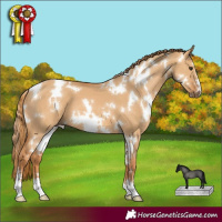 Horse Color:White Spotted Red Dun 