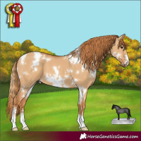 Horse Color:White Spotted Red Dun 