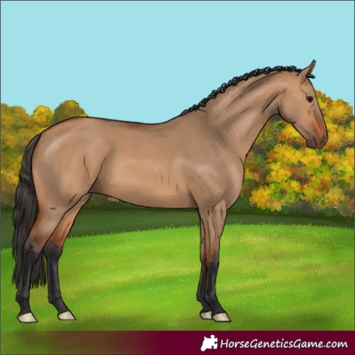 Horse Color:Bay Dun 