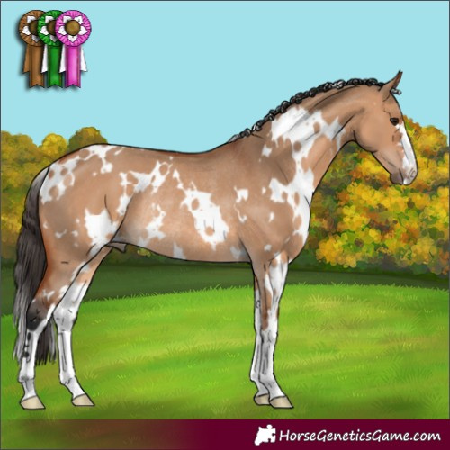 Horse Color:White Spotted Bay Dun Rabicano