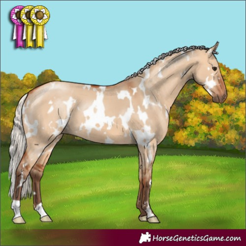 Horse Color:White Spotted Silver Bay Dun 