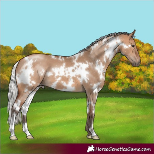 Horse Color:White Spotted Silver Bay Dun 