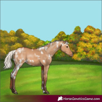 Horse Color:White Spotted Silver Bay Dun 