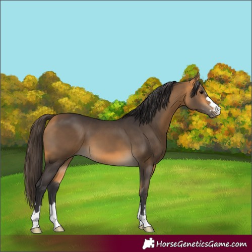 Horse Color:Buckskin 