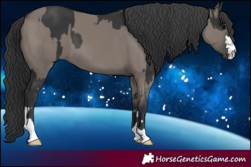 Horse Color:Black and Grullo