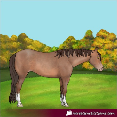 Horse Color:Sable Champagne Tobiano 
