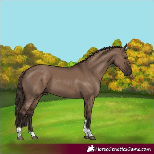 Horse Color:Liver Red Dun Tobiano 