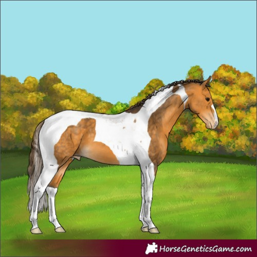 Horse Color:Buckskin Tobiano Appaloosa 