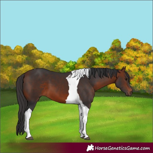 Horse Color:Bay Tobiano 