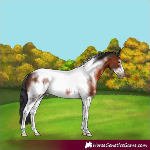 Horse Color:Brown Sabino Tobiano Frame 