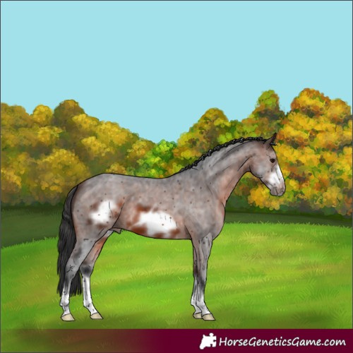 Horse Color:Brown Sabino Frame 