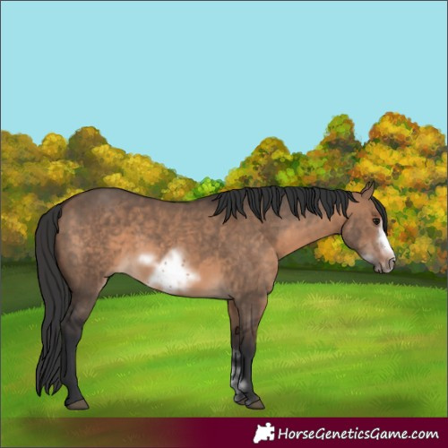 Horse Color:Brown Dun Sabino Frame 