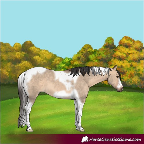 Horse Color:Bay Dun Tobiano Frame 
