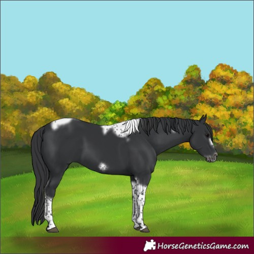 Horse Color:Black Tobiano Frame 