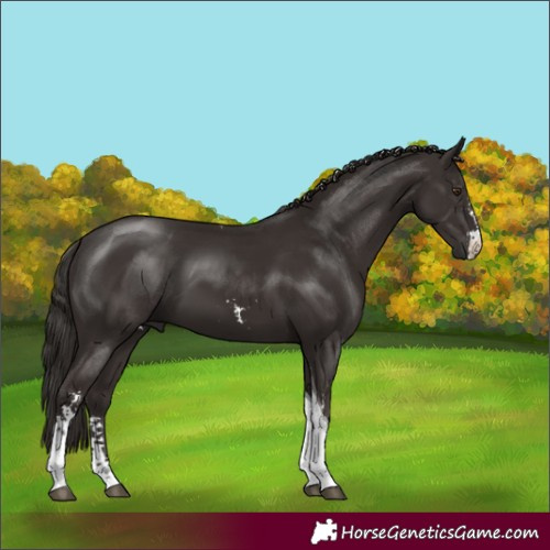 Horse Color:Liver Chestnut Sabino Tobiano 