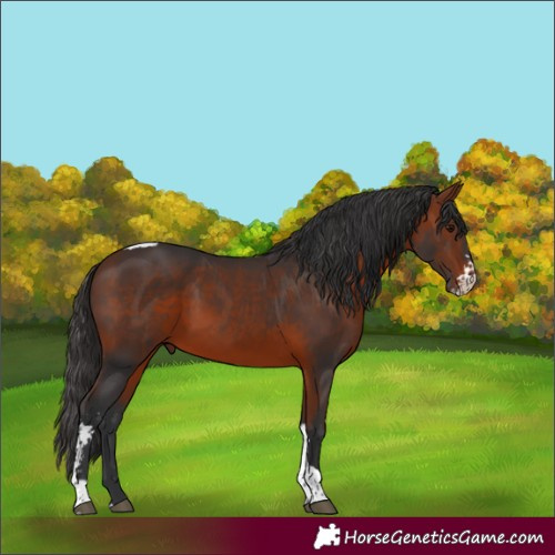 Horse Color:Bay Sabino Tobiano 