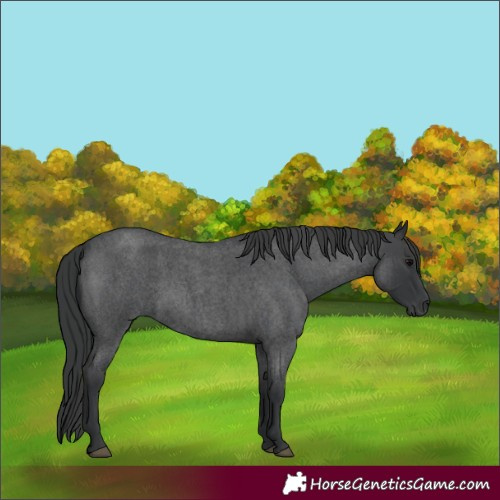 Horse Color:Blue Roan 