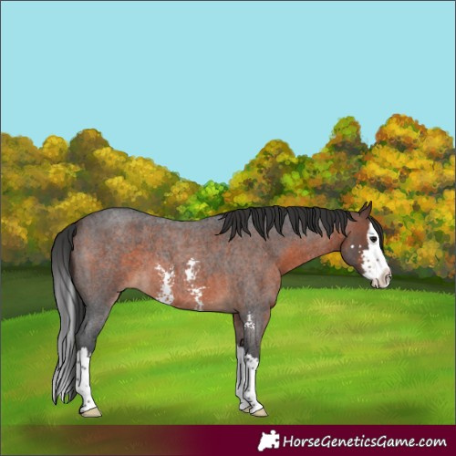 Horse Color:Brown Roan Sabino Splash 