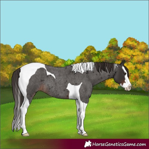Horse Color:Liver Red Roan Splash Tobiano 